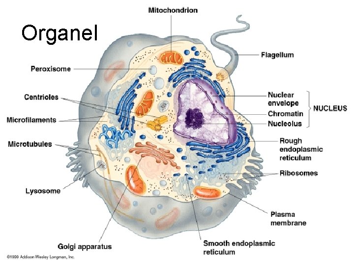 Organel 