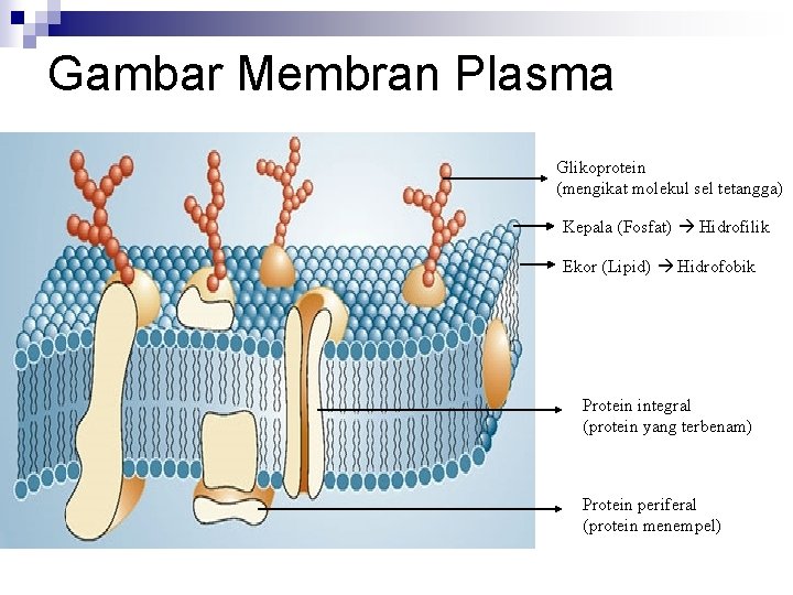 Gambar Membran Plasma Glikoprotein (mengikat molekul sel tetangga) Kepala (Fosfat) Hidrofilik Ekor (Lipid) Hidrofobik