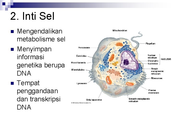 Struktur Fungsi Sel Concept Mappeta Konsep Cellsel Mekanisme