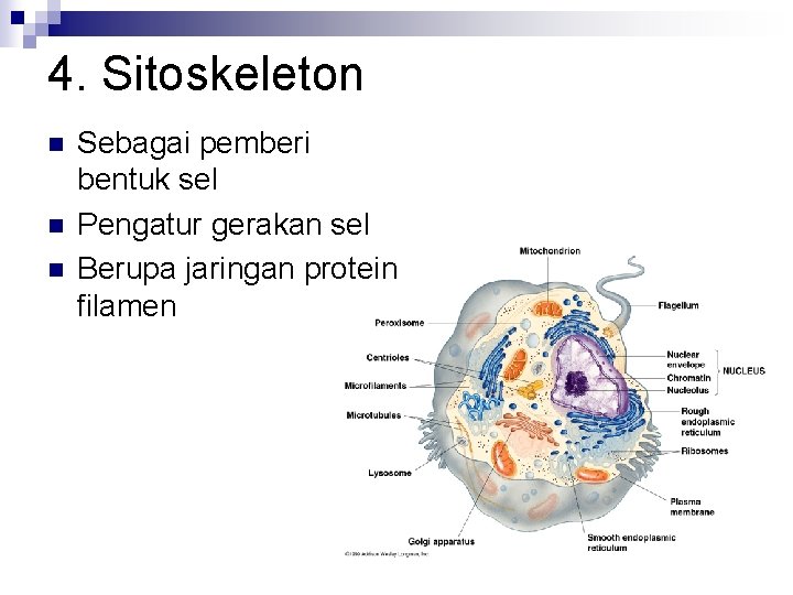 4. Sitoskeleton n Sebagai pemberi bentuk sel Pengatur gerakan sel Berupa jaringan protein filamen