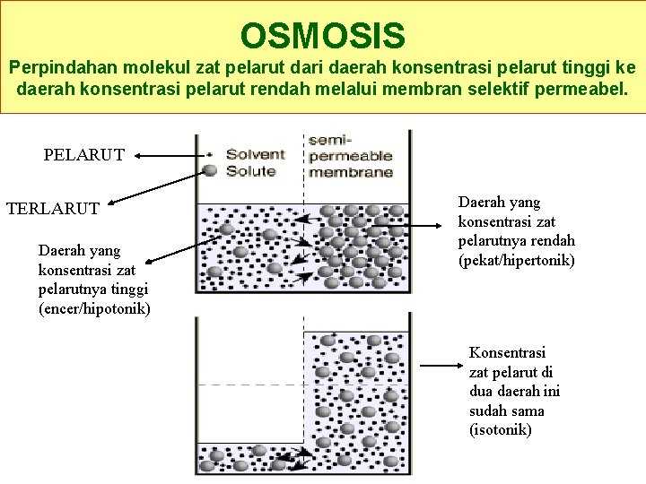 OSMOSIS Perpindahan molekul zat pelarut dari daerah konsentrasi pelarut tinggi ke daerah konsentrasi pelarut
