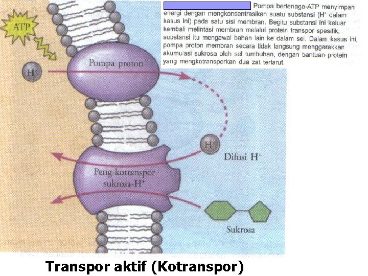 Transpor aktif (Kotranspor) 