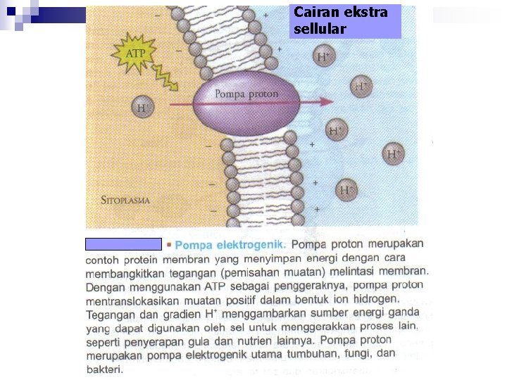 Cairan ekstra sellular 