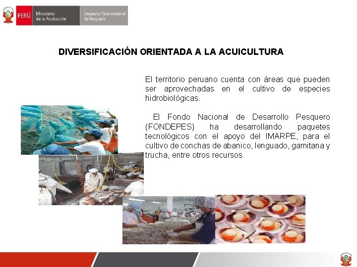 DIVERSIFICACIÓN ORIENTADA A LA ACUICULTURA El territorio peruano cuenta con áreas que pueden ser