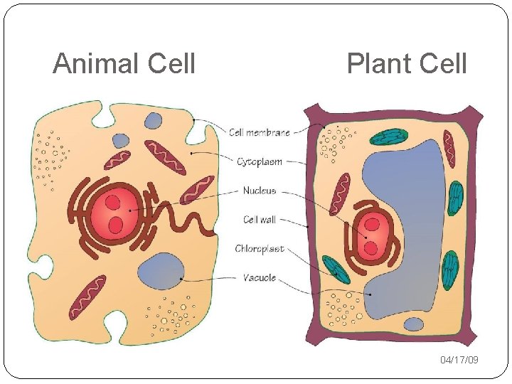 Animal Cell Plant Cell 04/17/09 