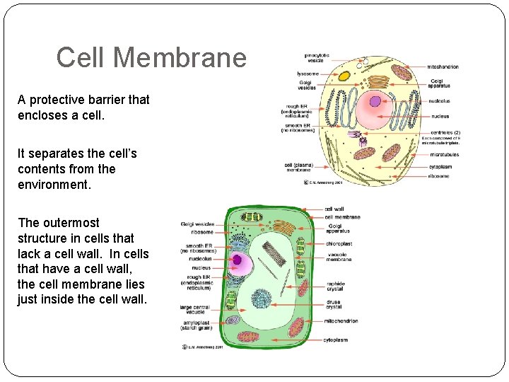 Cell Membrane A protective barrier that encloses a cell. It separates the cell’s contents