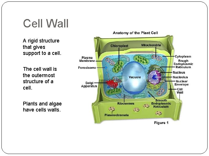 Cell Wall A rigid structure that gives support to a cell. The cell wall