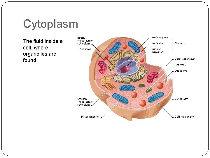 Cytoplasm The fluid inside a cell, where organelles are found. 