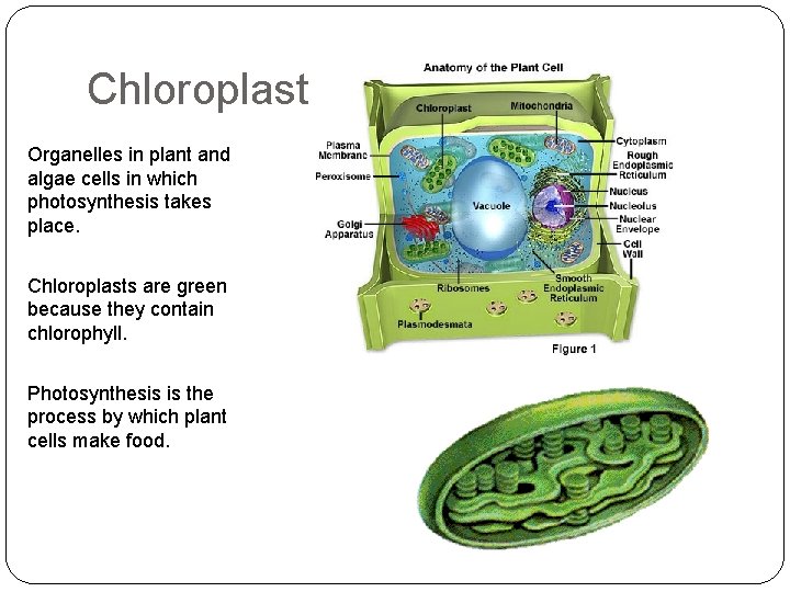 Chloroplast Organelles in plant and algae cells in which photosynthesis takes place. Chloroplasts are