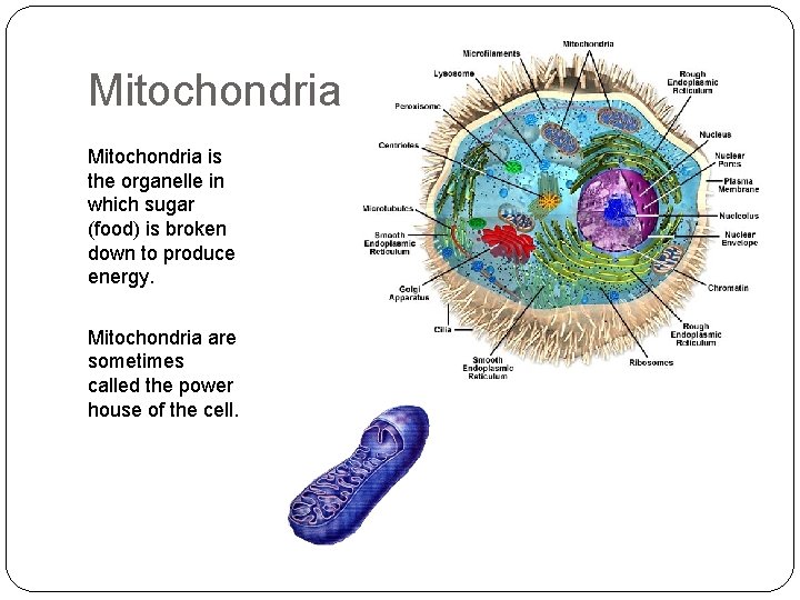 Mitochondria is the organelle in which sugar (food) is broken down to produce energy.