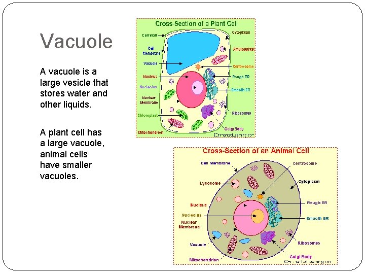 Vacuole A vacuole is a large vesicle that stores water and other liquids. A