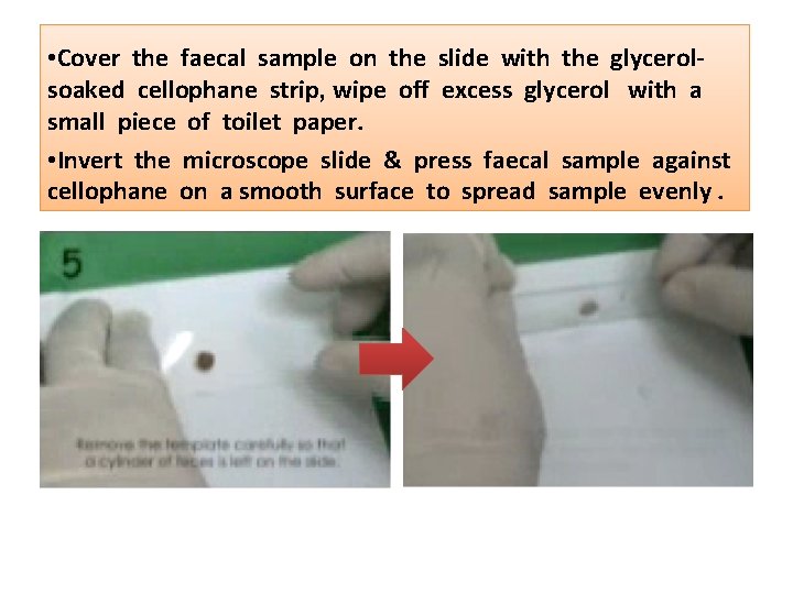  • Cover the faecal sample on the slide with the glycerolsoaked cellophane strip,