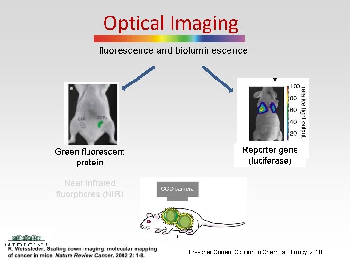 Optical Imaging fluorescence and bioluminescence Green fluorescent protein Reporter gene (luciferase) Near Infrared fluorphores