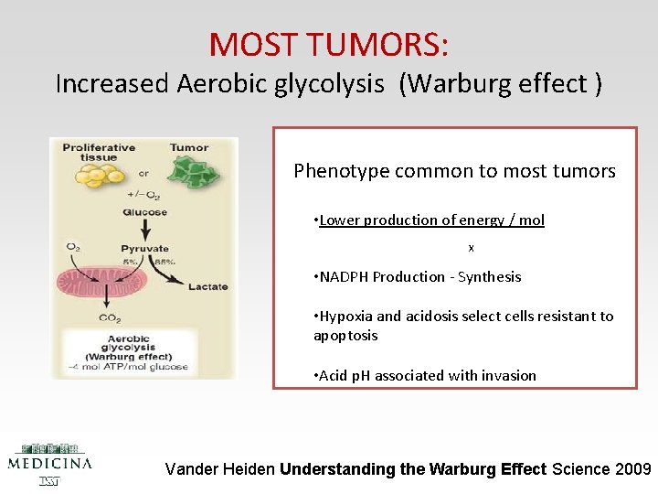 MOST TUMORS: Increased Aerobic glycolysis (Warburg effect ) Phenotype common to most tumors •