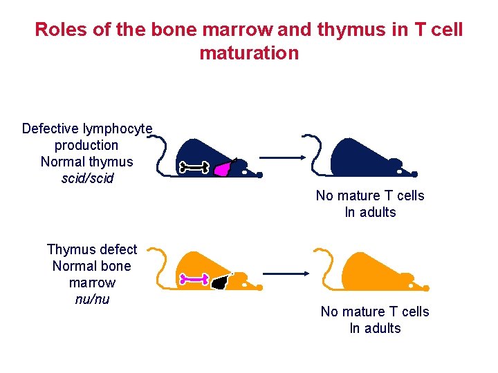 Roles of the bone marrow and thymus in T cell maturation Defective lymphocyte production