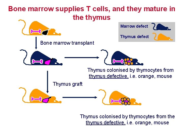 Bone marrow supplies T cells, and they mature in the thymus Marrow defect Thymus