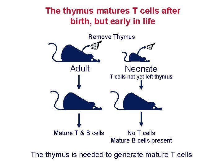 The thymus matures T cells after birth, but early in life Remove Thymus Adult