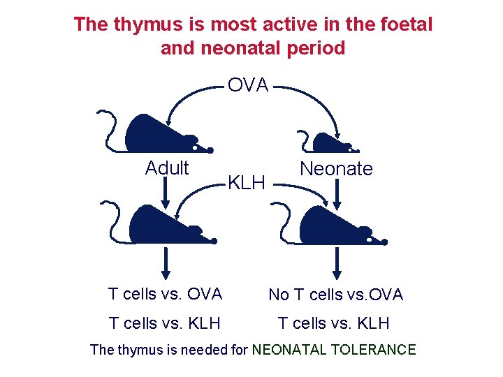 The thymus is most active in the foetal and neonatal period OVA Adult KLH