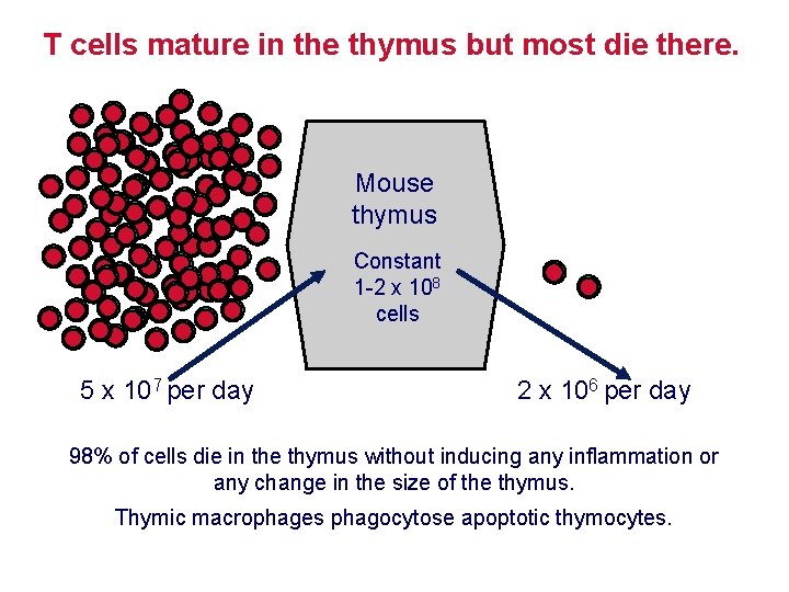 T cells mature in the thymus but most die there. Mouse thymus Constant 1