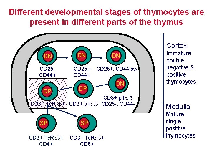 Different developmental stages of thymocytes are present in different parts of the thymus Cortex