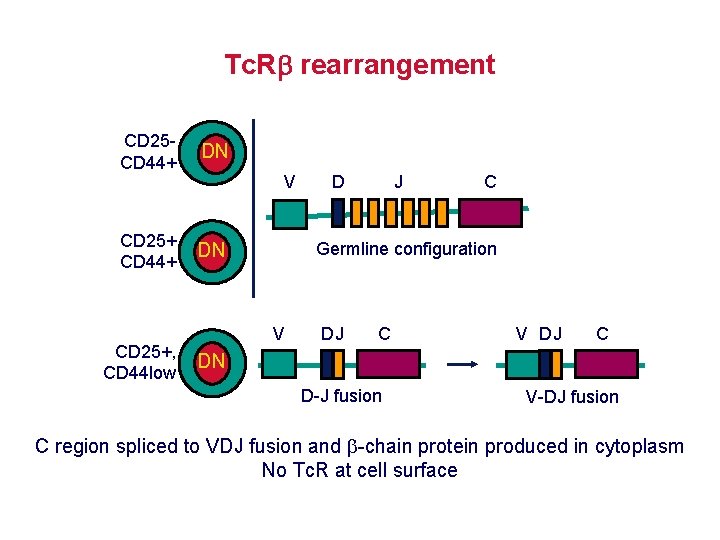 Tc. R rearrangement CD 25 CD 44+ DN CD 25+, CD 44 low V