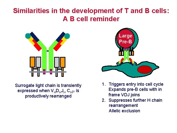 Similarities in the development of T and B cells: A B cell reminder Large