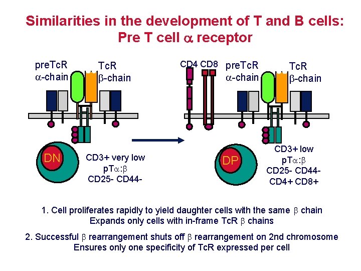 Similarities in the development of T and B cells: Pre T cell receptor pre.