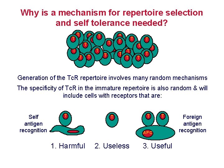 Why is a mechanism for repertoire selection and self tolerance needed? T T T