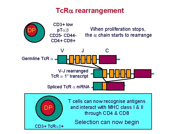 Tc. R rearrangement DP CD 3+ low p. T : CD 25 - CD