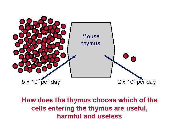 Mouse thymus 5 x 107 per day 2 x 106 per day How does