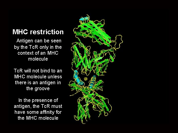 MHC restriction Antigen can be seen by the Tc. R only in the context