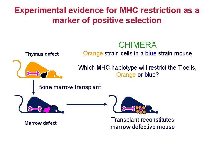 Experimental evidence for MHC restriction as a marker of positive selection CHIMERA Thymus defect