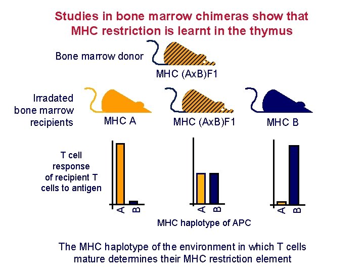 Studies in bone marrow chimeras show that MHC restriction is learnt in the thymus