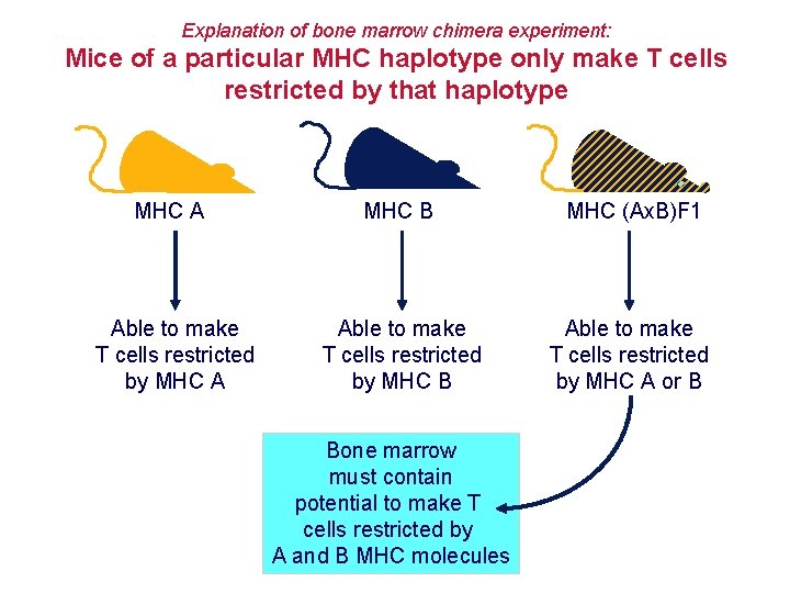 Explanation of bone marrow chimera experiment: Mice of a particular MHC haplotype only make