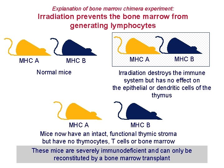 Explanation of bone marrow chimera experiment: Irradiation prevents the bone marrow from generating lymphocytes