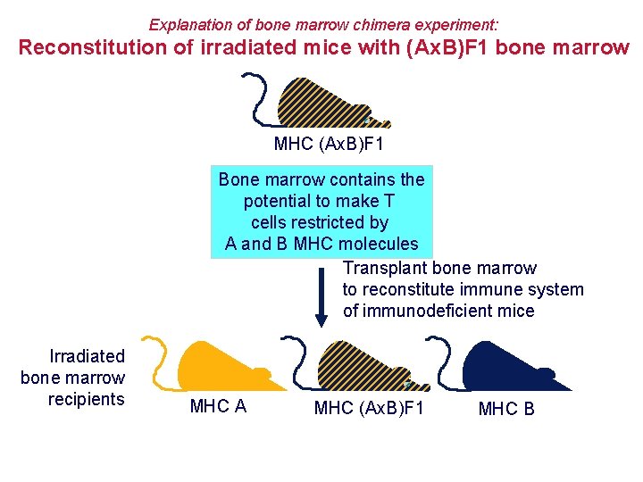 Explanation of bone marrow chimera experiment: Reconstitution of irradiated mice with (Ax. B)F 1
