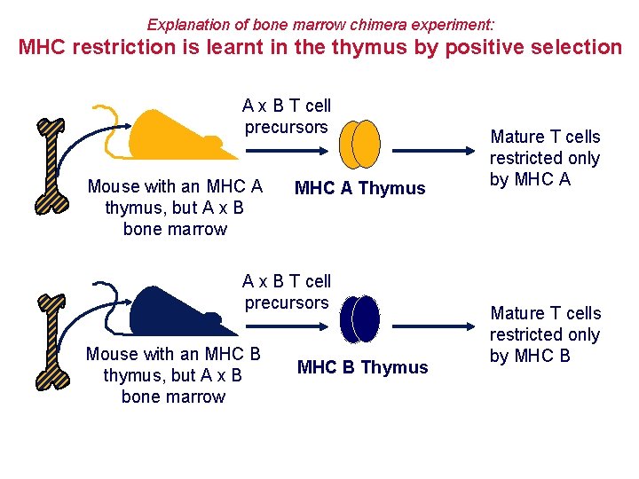Explanation of bone marrow chimera experiment: MHC restriction is learnt in the thymus by