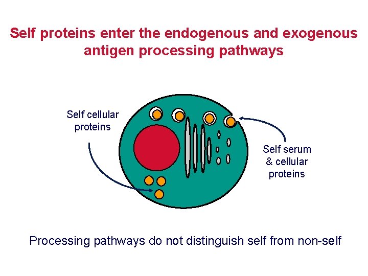 Self proteins enter the endogenous and exogenous antigen processing pathways Self cellular proteins Self