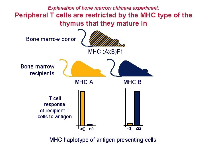 Explanation of bone marrow chimera experiment: Peripheral T cells are restricted by the MHC