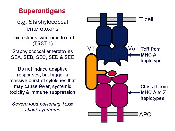 Superantigens T cell e. g. Staphylococcal enterotoxins Toxic shock syndrome toxin I (TSST-1) Staphylococcal