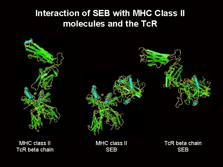 Interaction of SEB with MHC Class II molecules and the Tc. R MHC class