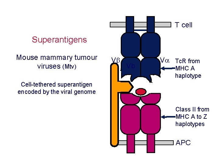 T cell Superantigens Mouse mammary tumour viruses (Mtv) V Vb V Tc. R from