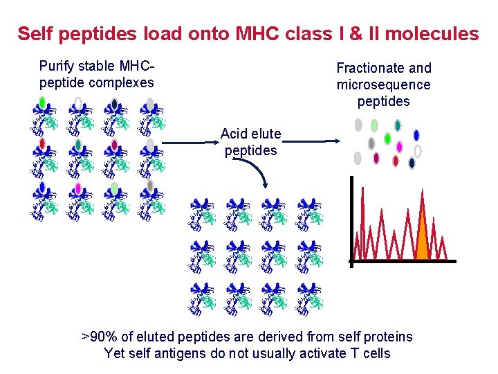 Self peptides load onto MHC class I & II molecules Purify stable MHCpeptide complexes