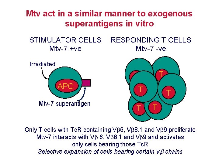 Mtv act in a similar manner to exogenous superantigens in vitro STIMULATOR CELLS Mtv-7