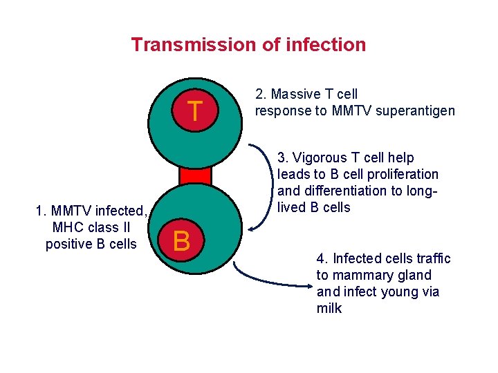Transmission of infection T 1. MMTV infected, MHC class II positive B cells 2.
