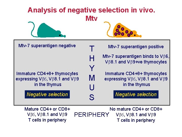 Analysis of negative selection in vivo. Mtv-7 superantigen negative Immature CD 4+8+ thymocytes expressing