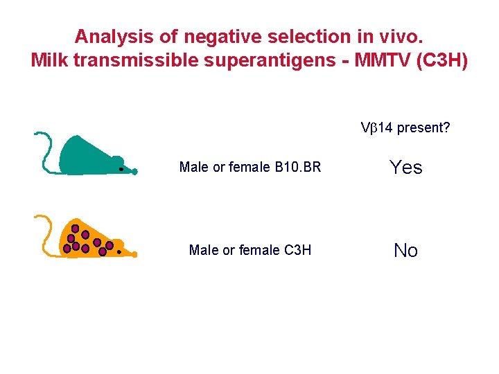 Analysis of negative selection in vivo. Milk transmissible superantigens - MMTV (C 3 H)