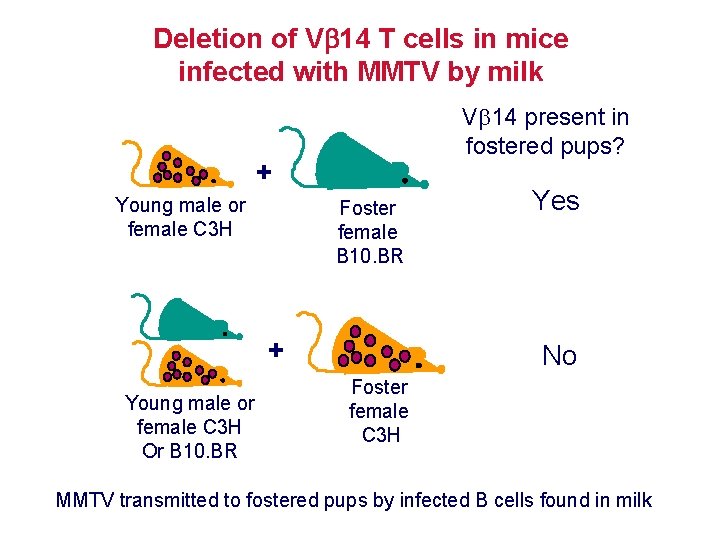 Deletion of V 14 T cells in mice infected with MMTV by milk V