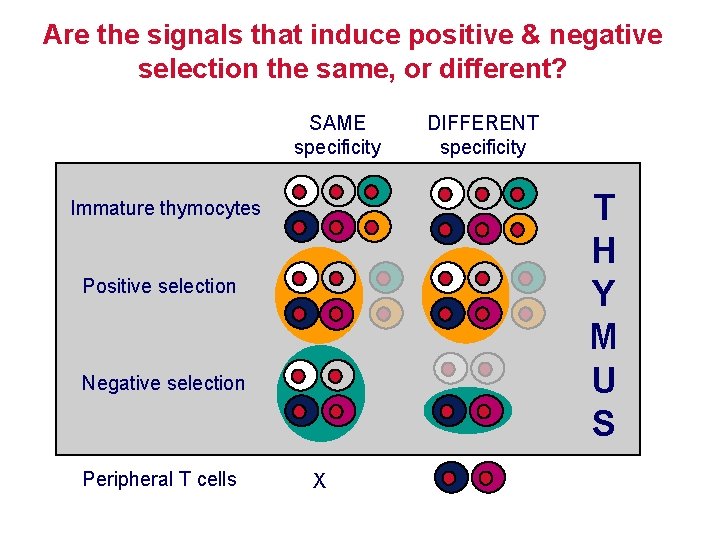 Are the signals that induce positive & negative selection the same, or different? SAME