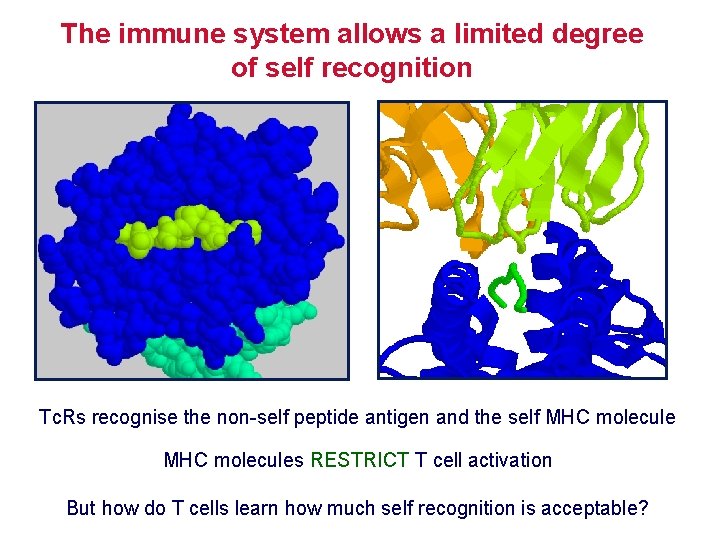 The immune system allows a limited degree of self recognition Tc. Rs recognise the